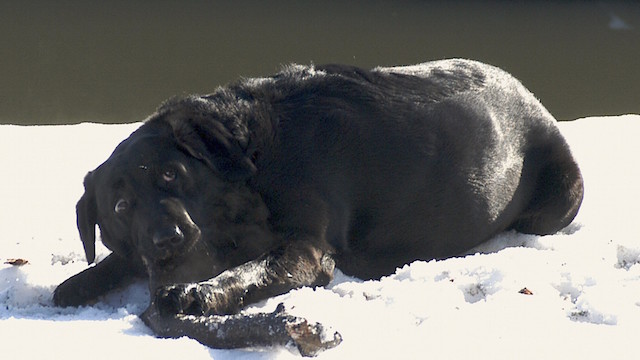 The Black Dog, or a dog with a bone? Image: Neil Tinning, Wellcome Images.