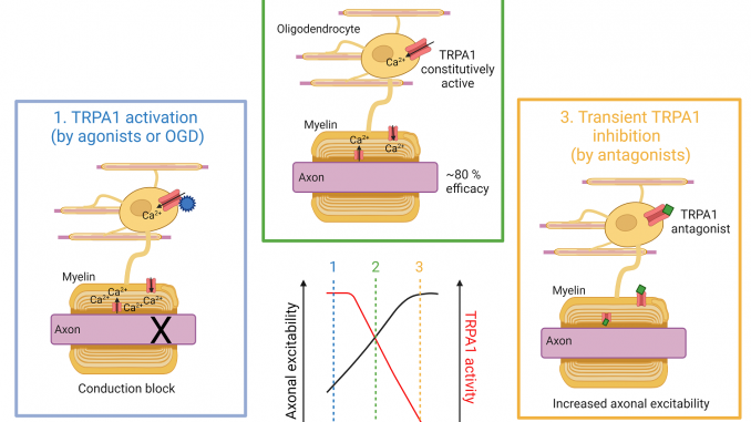 Pharmaceuticals graphical abstract