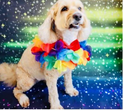 Flossie the dog is blond and fluffy, wearing a rainbow garland around its neck with a red bowtie. The dog is stood on a blue, green and yellow night sky cloth covered in stars.