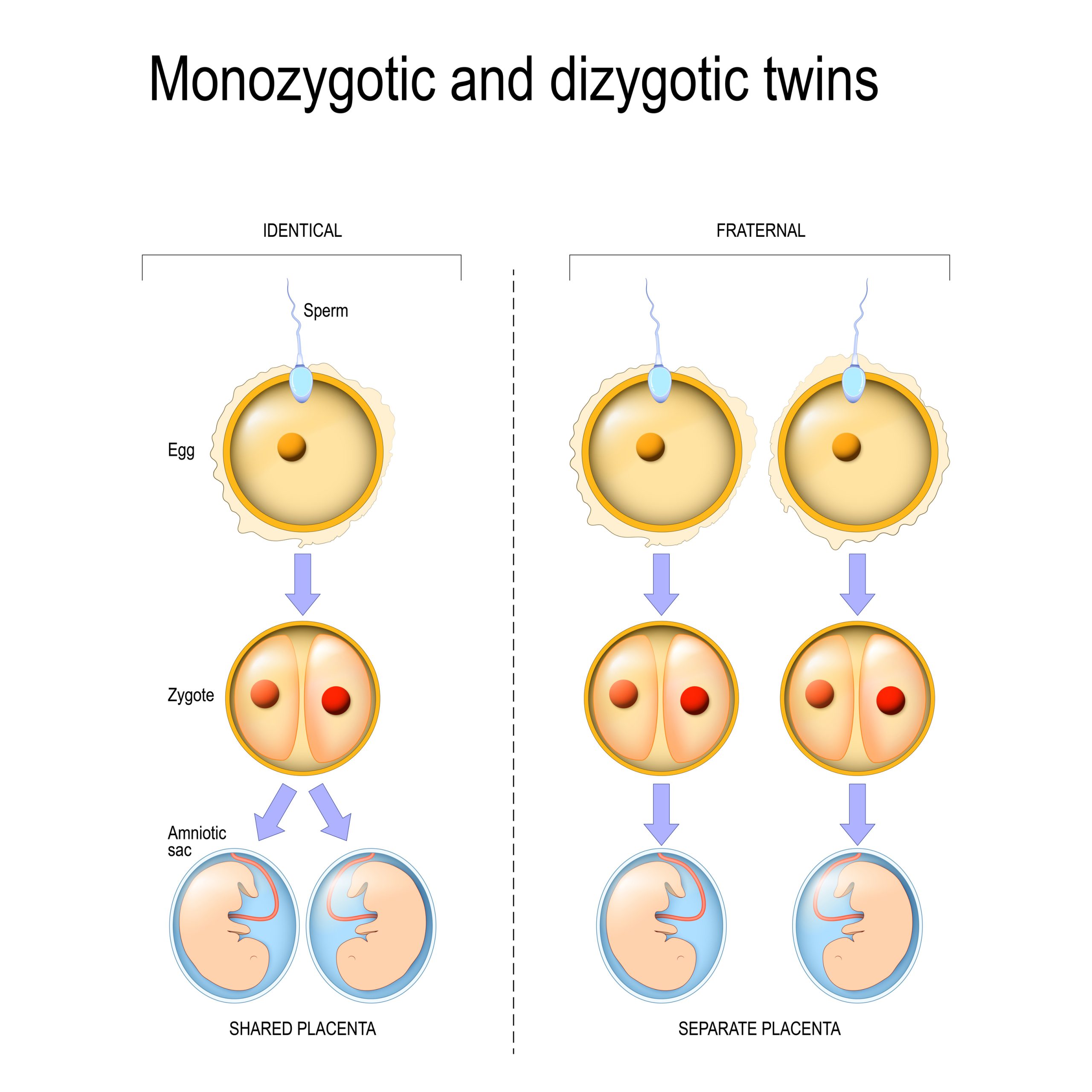 B For Behavioural Genetics An Introduction To The Twin Design The Edit Blog