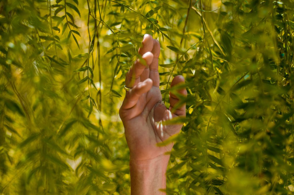 hand reaching to green leaves of a willow tree