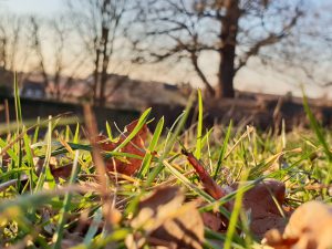 Vishwa's close-up picture of grass