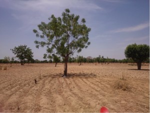 Typical cropland at the end of the dry season